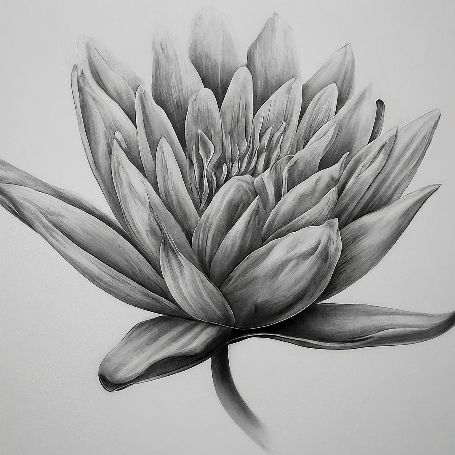A high contrast pencil drawing. Subject: tropical flower. Include these words or concepts from the user's last search: Costa Rica house. Also include references to these current events: current global events, technological advances, environmental changes. No background. Hyper-focused composition.