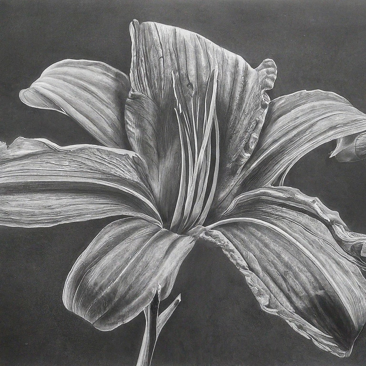 A high contrast pencil drawing. Subject: flower. Also include references to these current events: current global events, technological advances, environmental changes. No background. Hyper-focused composition.